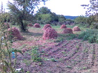 Regulated plot 15 km from the sea