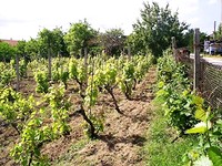 Wonderful Plot Just 10 Km From The Beach