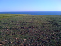 Agricultural land in Kavarna